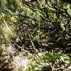 Plants: image 150 Of 208 Thumb